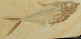 Excellent Inch Diplomystus Fossil Fish #39-1
